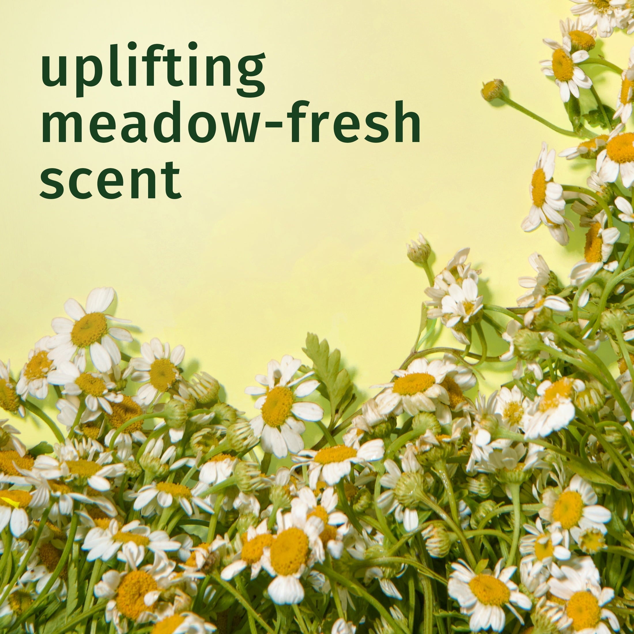 Chamomile Shine Conditioner, 33.8 fl oz
